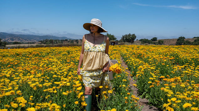 Going Organic: How We Grew Our Calendula Flower Farm Image