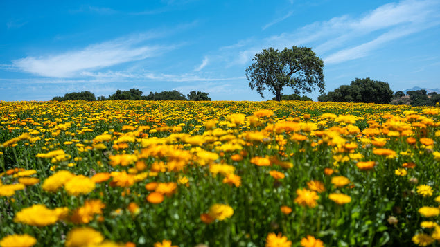 The Benefits of Organic Calendula for Skin & Why We Grow Our Own Image